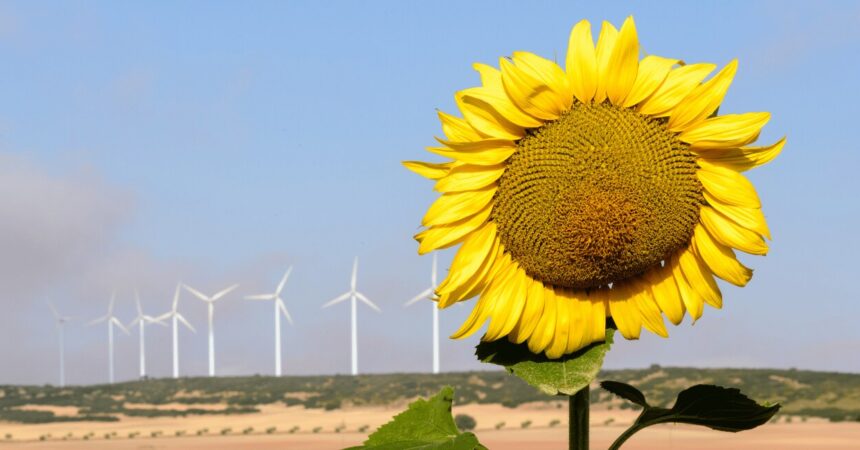 Clifford Chance doradzała Sunflower i Windflower