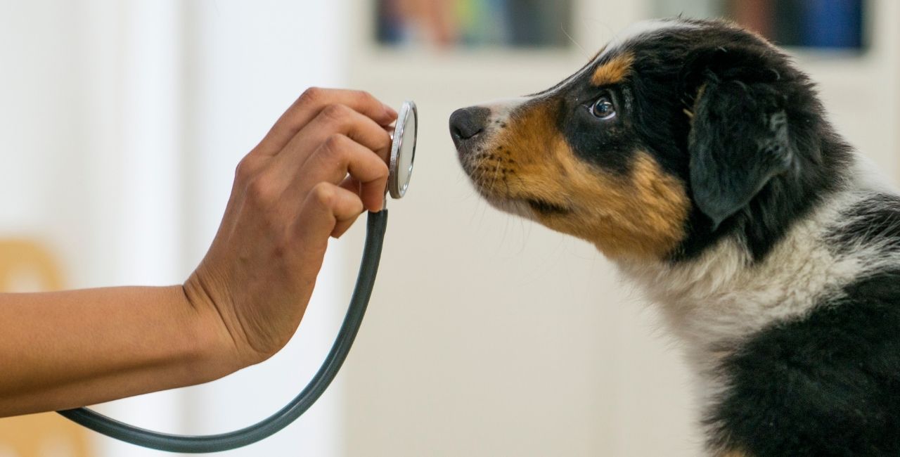 Kancelaria Ślązak, Zapiór i Partnerzy doradzała przy integracji Animal Care Center z AniCura
