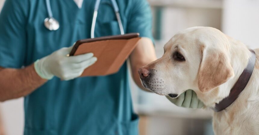 Wardyński i Wspólnicy doradzała IVC Evidensia Poland