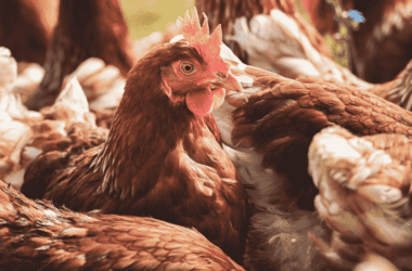 WPW Wołczek, Proksa & Wspólnicy doradza przy utworzeniu joint venture ForFarmers Polska