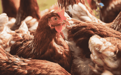 WPW Wołczek, Proksa & Wspólnicy doradza przy utworzeniu joint venture ForFarmers Polska